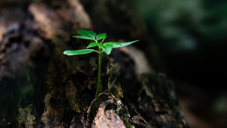 Naturpark fördern, © Pexels David Alberto