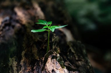 Naturpark fördern, © Pexels David Alberto