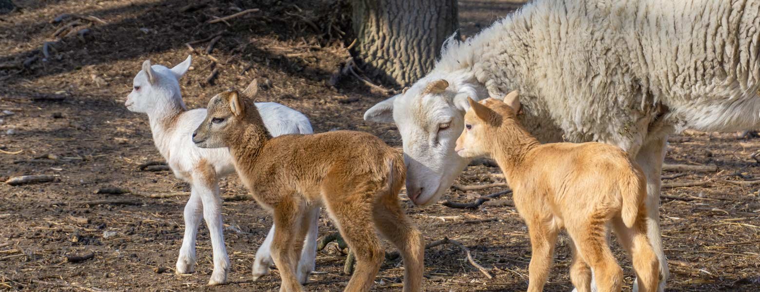 Nachwuchs im Tiergehege, © Matthias Ledwinka