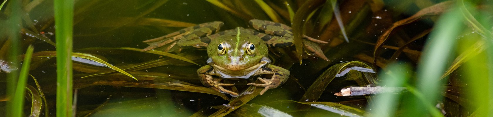 Frosch im Naturpark, © Matthias Ledwinka