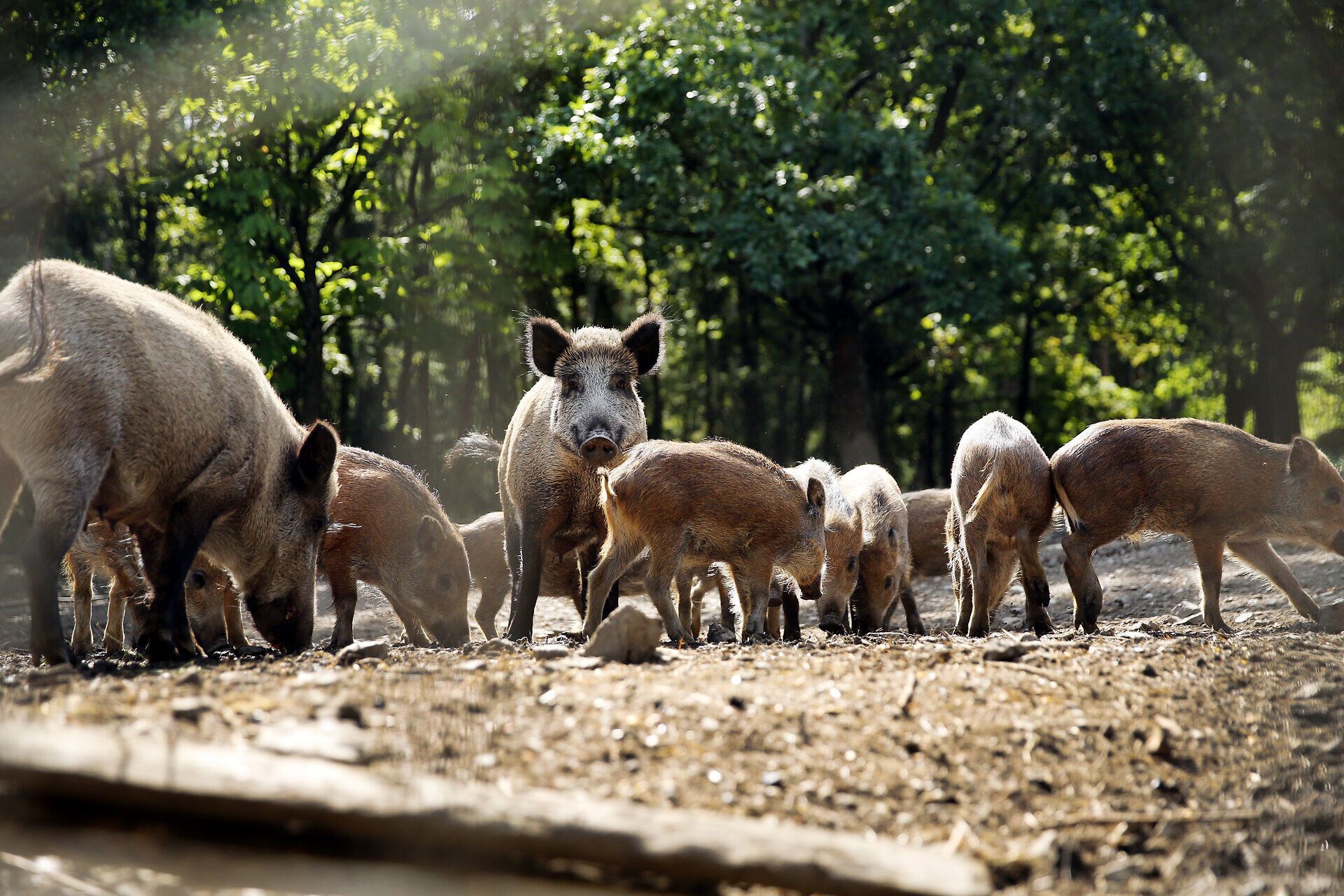 In der sanften Morgenstimmung durchstreifen Wildschweine das üppige Grün des Naturparks. Ihre neugierigen Augen und das Rascheln des Laubs schaffen eine lebendige Atmosphäre, die die Schönheit der Natur widerspiegelt.