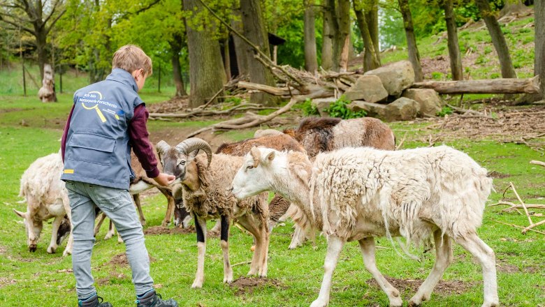 Fütterung im Wildgehege, © Matthias Ledwinka